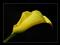 sheangula6465 profile pic